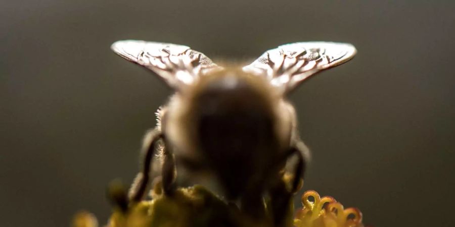 Deutschland und Frankreich wollen unter anderem beim Bienenschutz zusammenarbeiten.