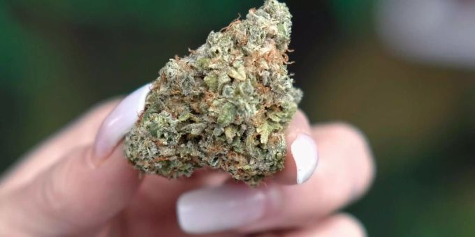 Eine Frau hält Cannabis in der Hand (Symbolbild). Cannabis
