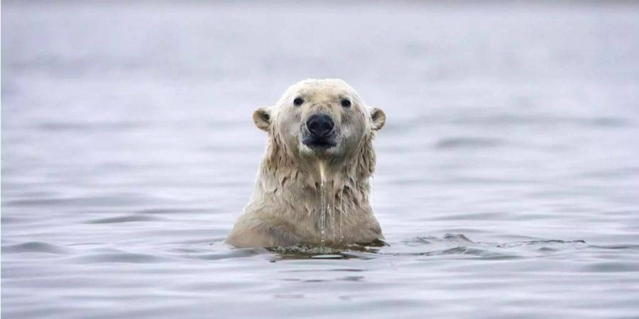 eisbär klimawandel arktis