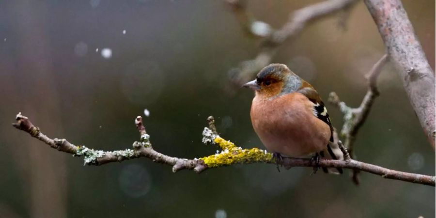 Der Buchfink ist der häufigste Vogel in der Schweiz.