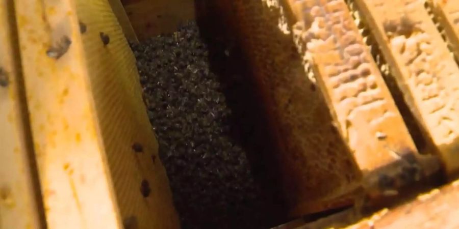 Fünf Bienenvölker, etwa 50'000 Bienen, kostete der Diebstahl das Leben.