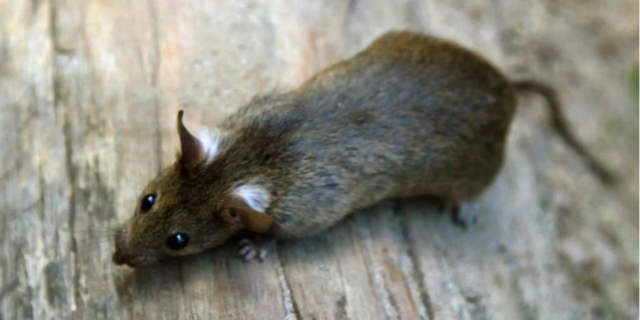 In Aldi-Tiefkühl-Gemüse befand sich eine tote Ratte.