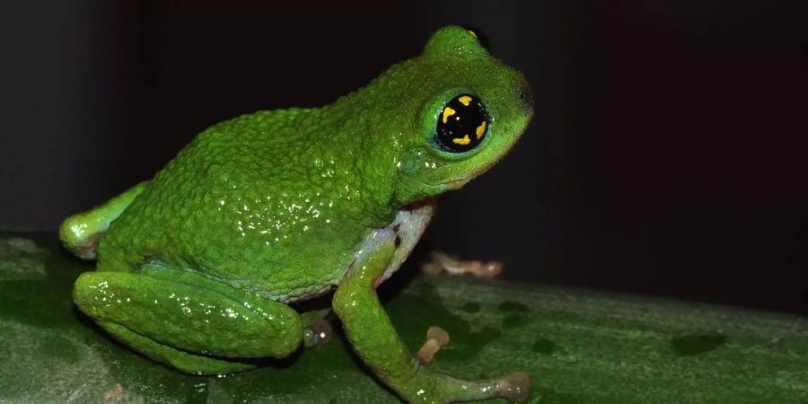 Der Buschfrosch «Raorchestes chalazodes» lebt nur in Indien. Bild: K. S. Seshadri