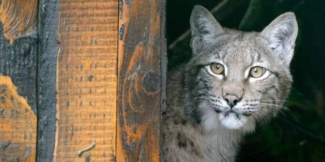 luchs zoo