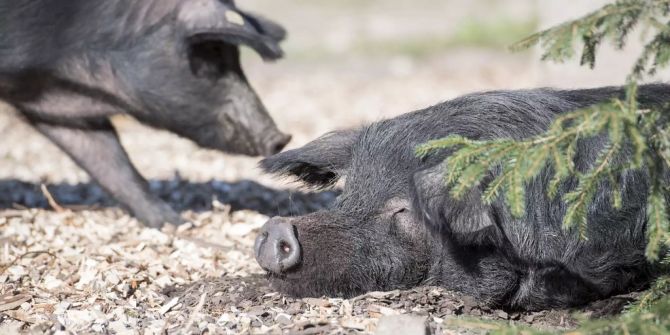 Alpenschwein