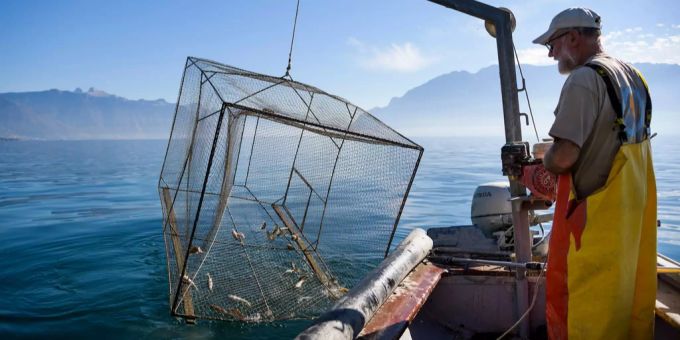 Ein Fischer zieht seine Fischfalle nahe Rivaz VD aus dem Genfersee. (Archivbild) Fischer Genfersee