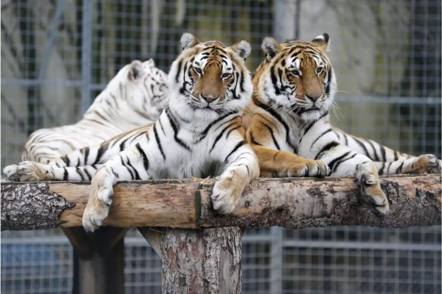 Tiger liegen im Gehege auf einer Anhöhe im Raubtierpark Subingen im Februar 2016 - Keystone