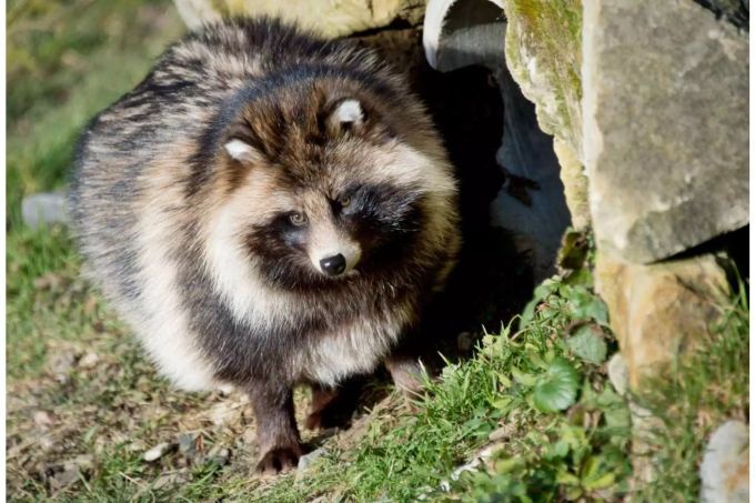 Ist ein Marderhund der Ursprung des neuen Coronavirus? marderhund coronavirus