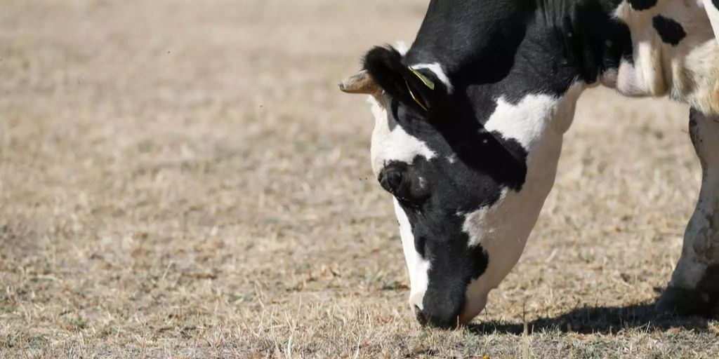 In Sursee LU hat es seit Februar nicht mehr richtig geregnet