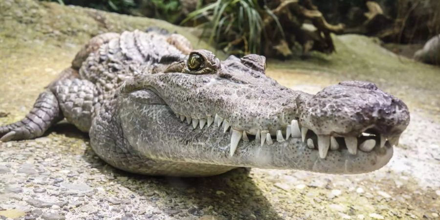 Ein Krokodil schaut in die Kamera. (Symbolbild)