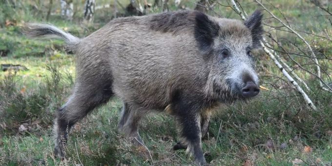 Das Wildschwein blieb bei einer Kollison mit einem Velofahrer unverletzt. (Symbolbild) Ein Wildschwein steht in der Döberitzer Heide in Sielmanns Naturlandschaften.