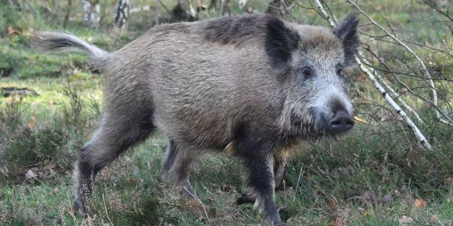 Ein Wildschwein steht in der Döberitzer Heide in Sielmanns Naturlandschaften.