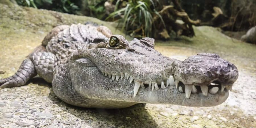 4,75 Meter lang und 500 Kilogramm schwer: Auf den Philippinen hat man ein Riesen-Krokodil gefangen.
