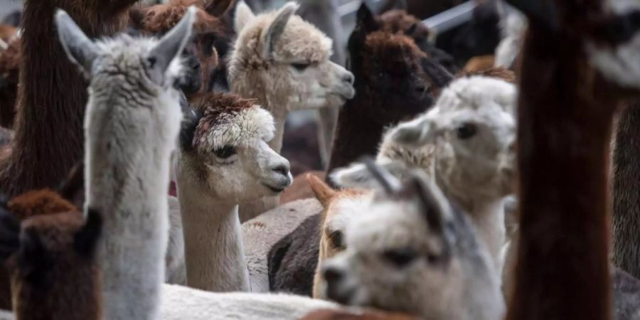 Die Lamas und Alpakas kommen aus der Zucht der Familie Luginbühl aus Aeschi BE.