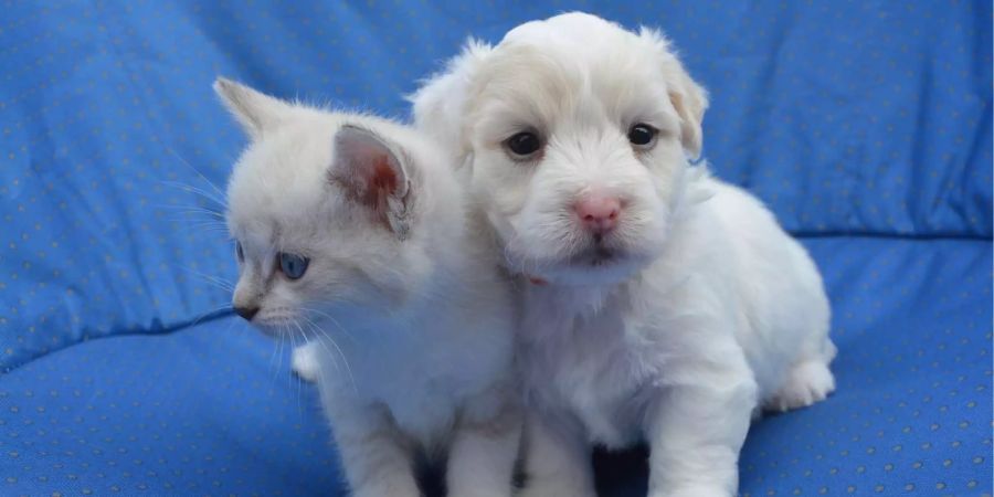 Ein Katzenjunges und ein Hundewelpe stehen vor einem blauen Hintergrund.