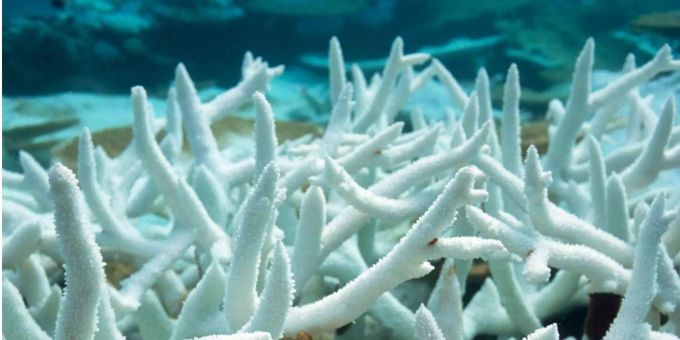 Ausgebleichte Korallen wegen zu wenigen Algen im Wasser aufgrund der Temperaturveränderung auf den Malediven. korallen