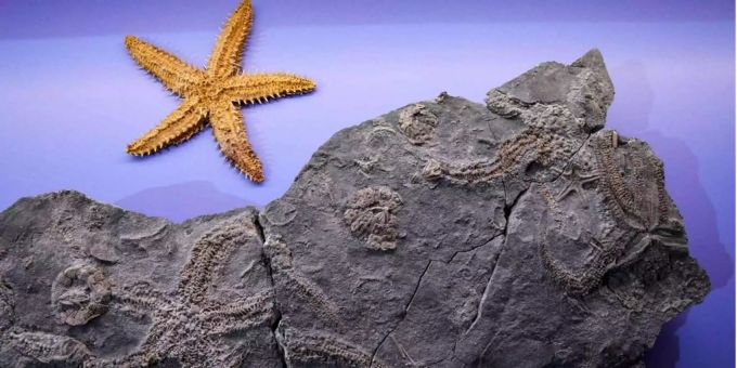In der Sonderausstellung im Naturhistorischen Museum Bern werden auch die Versteinerungen von Seesternen gezeigt. In der Sonderausstellung im Naturhistorischen Museum Bern werden auch die Versteinerungen von Seesternen gezeigt.