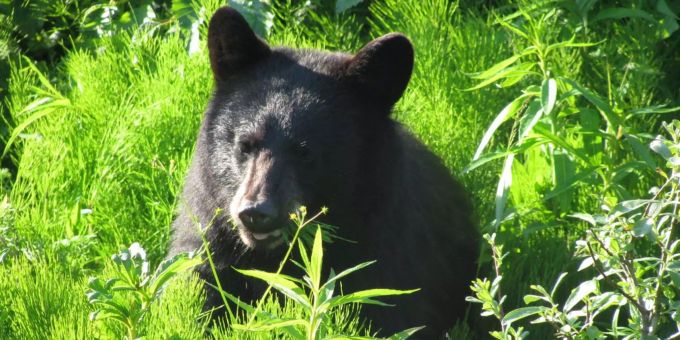 In Alaska - Jäger von angeschossenem Bären überrollt und verletzt