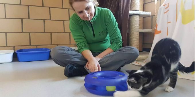 300'000 Streuner - Tierschützer fordern Kastrationspflicht für Katzen
