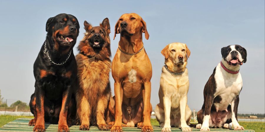 Hunde gehören zu den beliebtesten Haustieren, erobern aber auch regelmässig die Kinoleinwände.