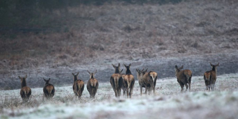 Rehe auf einem frostbedeckten Feld im Richmond Park in London.