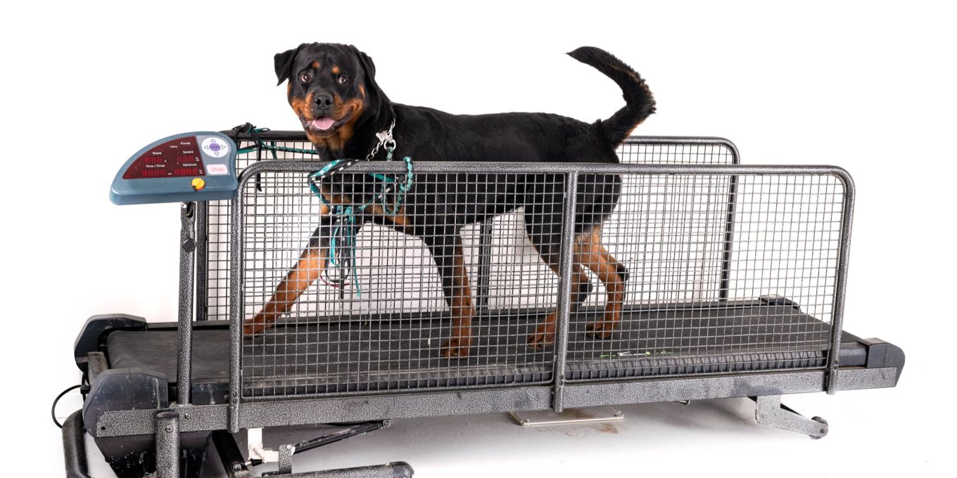 Wie sinnvoll sind Laufbänder für Hunde? Nau Tiere