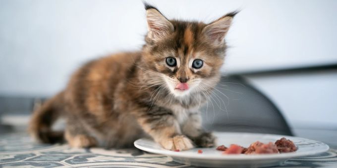 Katzen brauchen Fleisch, es ist ein wichtiger Eiweisslieferant für sie. Kätzchen frisst.