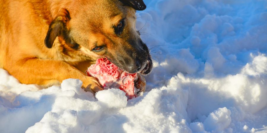 Hund im Schnee kaut Fleisch