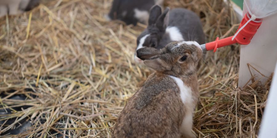 Um gesund zu bleiben, sollten Kaninchen täglich genügend Wasser trinken.