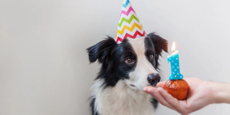 Hund mit Geburtstagshut, Hand mit Muffin und Kerze