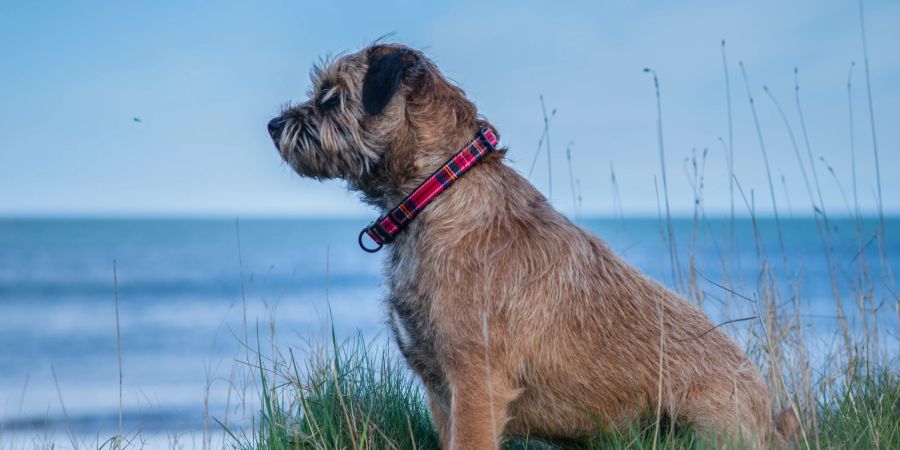 border terrier