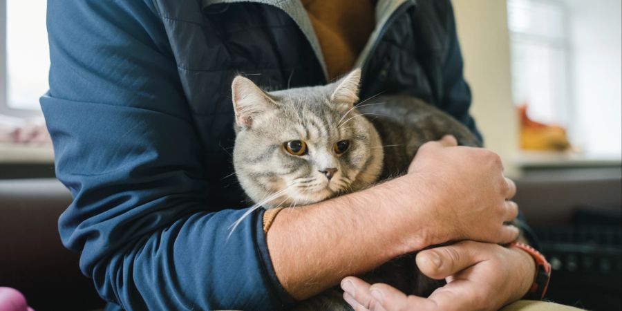 Ist der Impfstatus einer Katze unbekannt, werden die Samtpfoten als ungeipmft behandelt.
