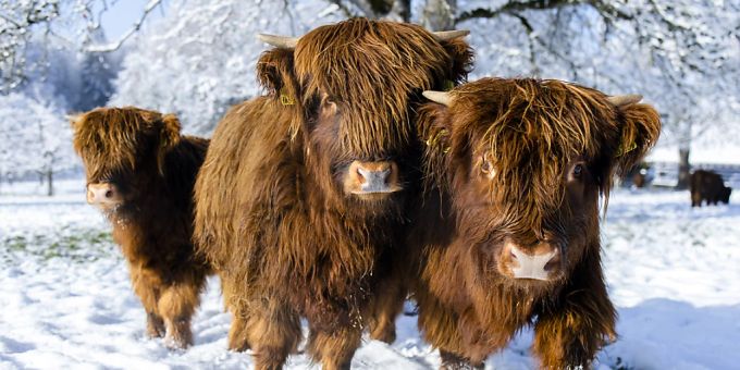 Rinder, die dauerhaft im Freien gehalten werden, benötigen gegen extreme Witterungsbedingungen ein Dach über dem Kopf. (Archivbild) Rinder