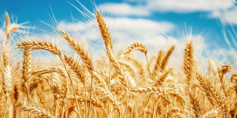 Das Bild von Weizenähren im Wind ist im Sommer kaum wegzudenken. Beim Genuss der Produkte sollten Sie auf Ihren Körper hören.