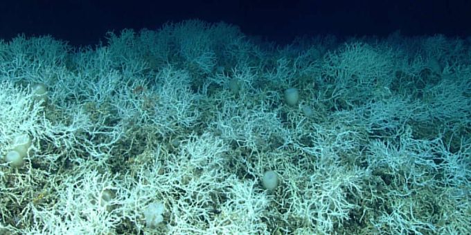 Vor US-Ostküste - Riesiges Kaltwasser-Korallenriff entdeckt