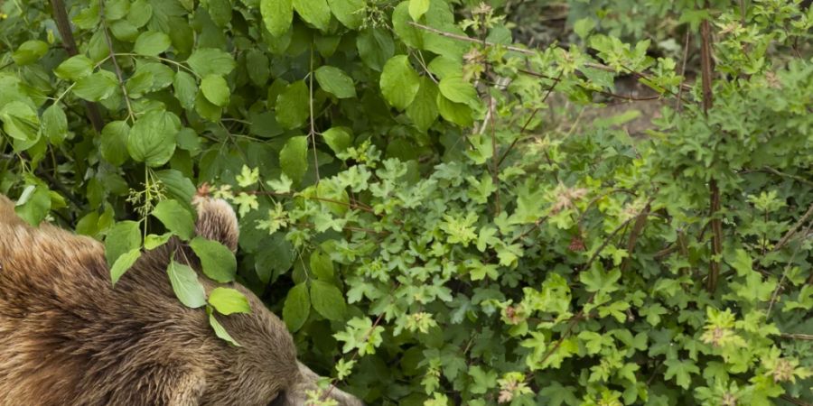 Ein Bär hinterliess im vergangenen Oktober ein Häufchen in Zernez GR. Es ist der einzige Bärennachweis in Graubünden im Jahr 2023. (Archivbild)