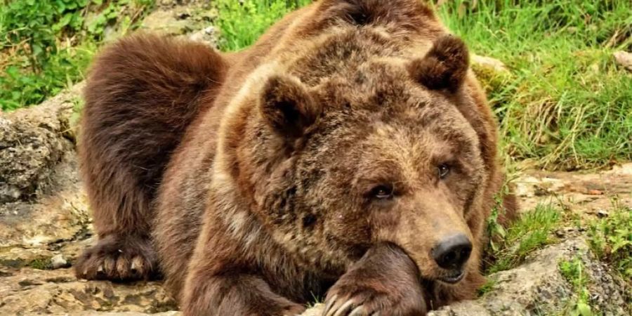 braunbär