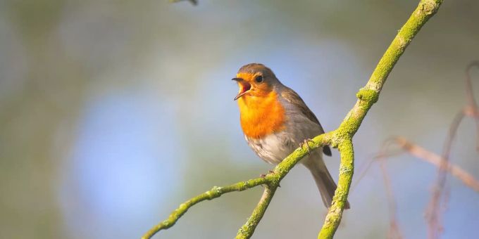 Die Stunde der Gartenvögel findet dieses Jahr vom 5. bis 7. Mai statt. Stunde der Gartenvögel