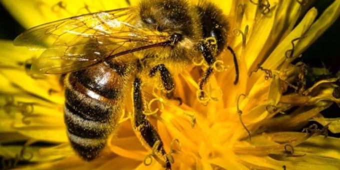 Die Trinkwasser-Initiative will auch die Biodiversität schützen. Trinkwasser-Initiative