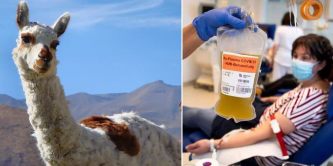 Forschende untersuchten Kamel-Antikörper im Zusammenhang mit dem Coronavirus. Coronavirus