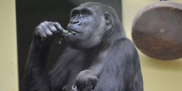 Affe.
