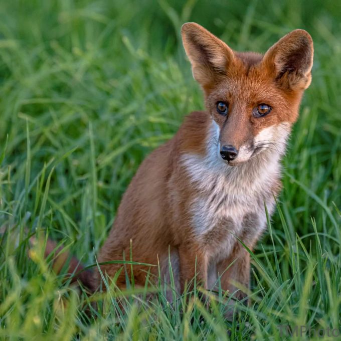 Junger Fuchs Junger Fuchs