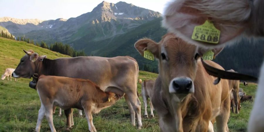 Nicht anfassen: Kühe sind an sich friedliche Wesen, sie verteidigen aber ihre Kälber und können für Wanderer gefährlich werden. (Archivbild)