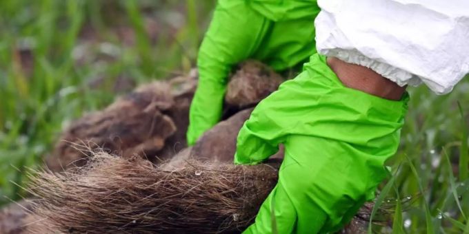 Eine Veterinärmedizinerin untersucht im Kerngebiet der Afrikanischen Schweinepest den Fund eines Wildschweinkadavers. Afrikansiche Schweinepest