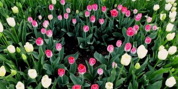 «1 Tulpe fürs Leben» «1 Tulpe fürs Leben»