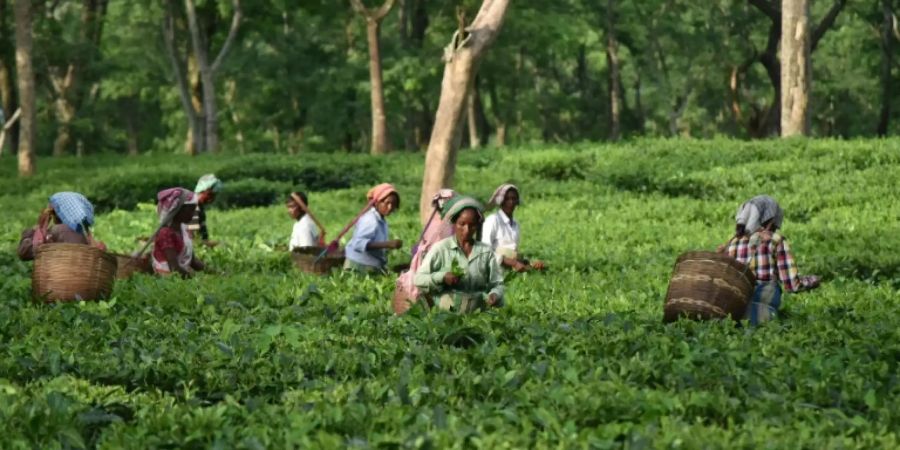 Indische Teepflückerinnen