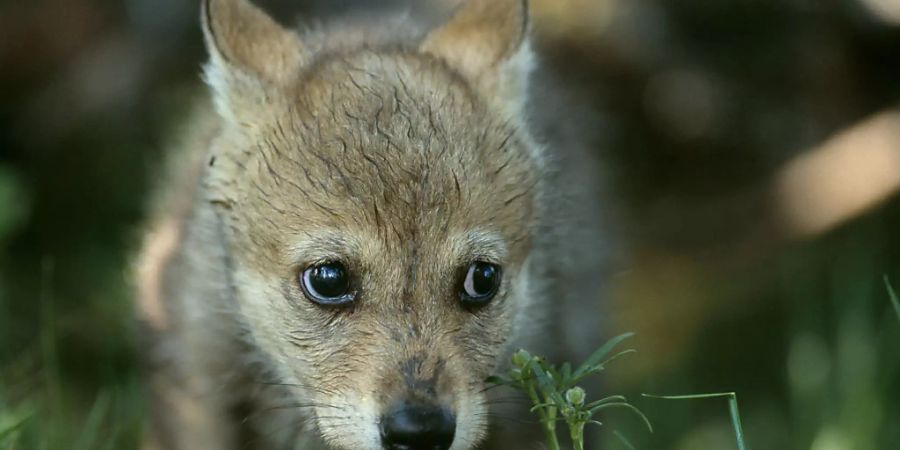 Die Geburt von mindestens drei Wolfswelpen ist im Waadtländer Jura festgestellt worden. (Archivbild)