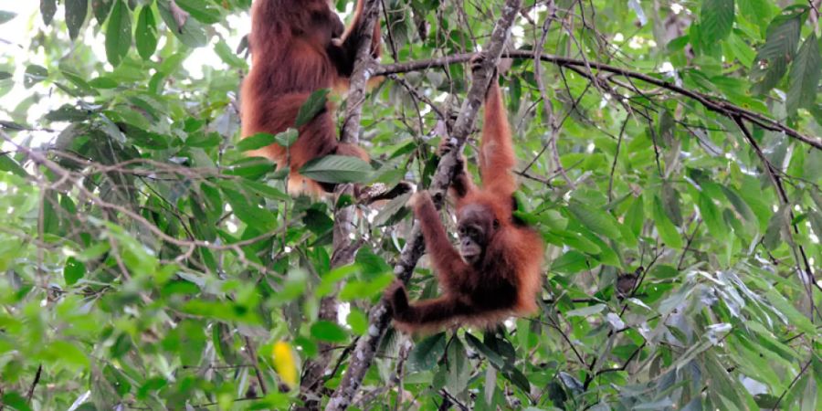 Sumatra-Orang-Utans im Gunung Leuser Nationalpark in Indonesien.