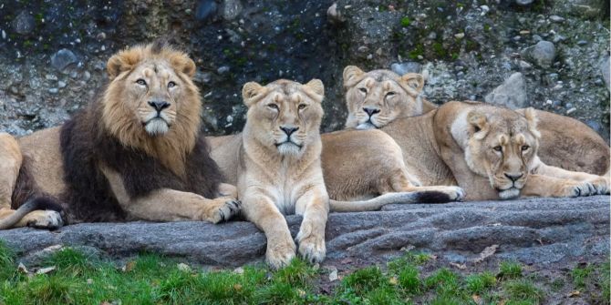 Zürich Zoo Löwe