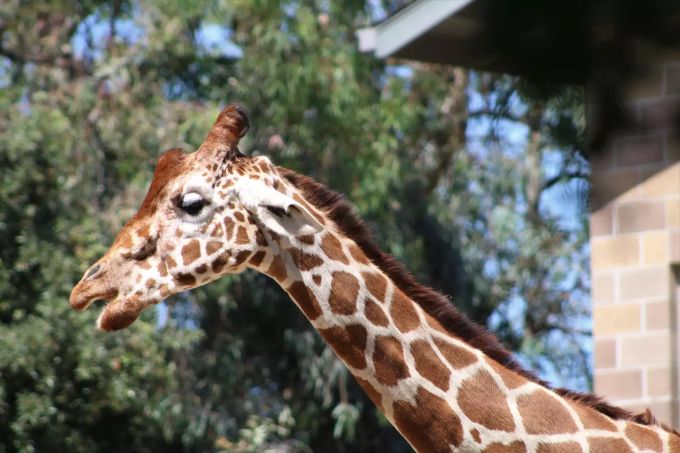 Eine Giraffe im Zoo von Sacramento, Kalifornien. Giraffe Dies